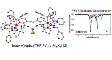 identification and reactivity of cyclometalated ironii intermediates in triazole directed iron catalyzed c h activation