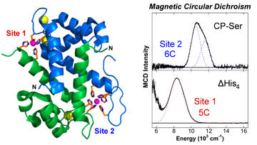 magnetic circular dichroism studies of ironii binding to human calprotectin