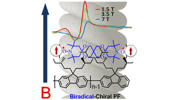 manipulating magneto optic properties of a chiral polymer by doping with stable organic biradicals
