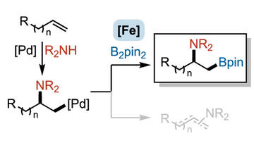 palladium and iron cocatalyzed aerobic alkene aminoboration